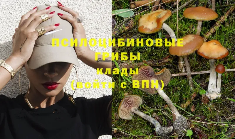 Галлюциногенные грибы Psilocybe  Луховицы 